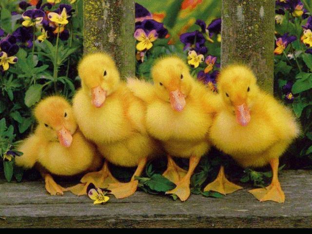 chick